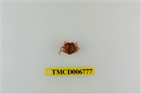 藏品(短指和尚蟹)的圖片